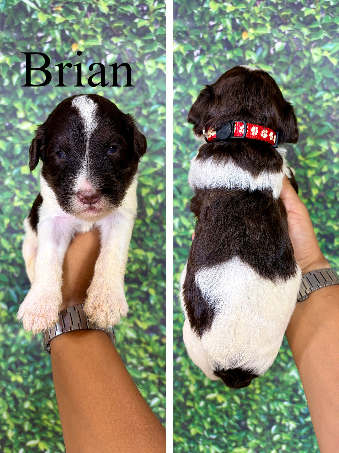 Brian (Red) 1